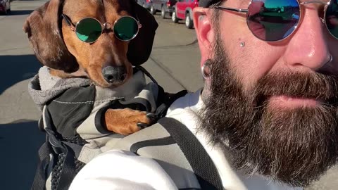 Cool Dachshund Cruises With Dad