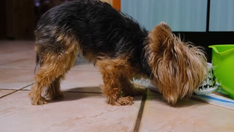 A Dog Eating Food On A Pet Plate