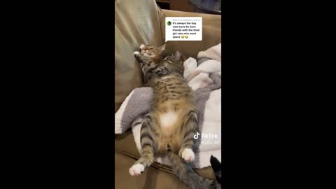 Funny animals - Funny cats / dogs - Funny animal videos 2023 12