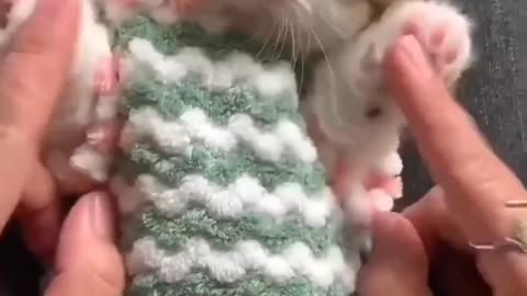 🥰Baby kitten cutest moments😺