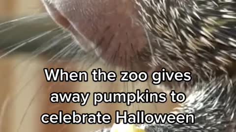 When the zoo gives away pumpkins to celebrate Halloween