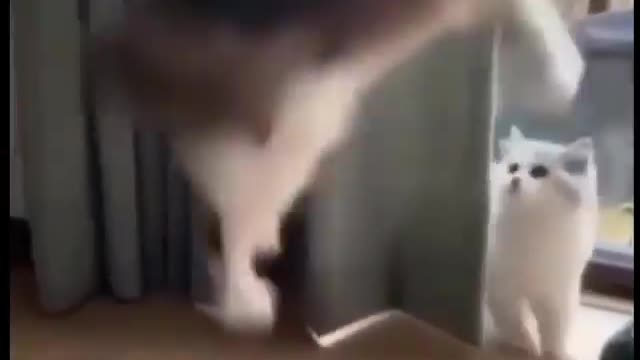 funny cat video