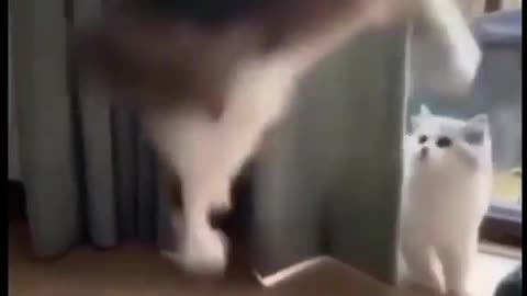 funny cat video