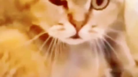 So cute cat😍😍😍 cute cat kittens 🤣🤣funny videos please follow me