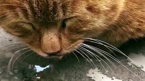 Funny videos cat #2