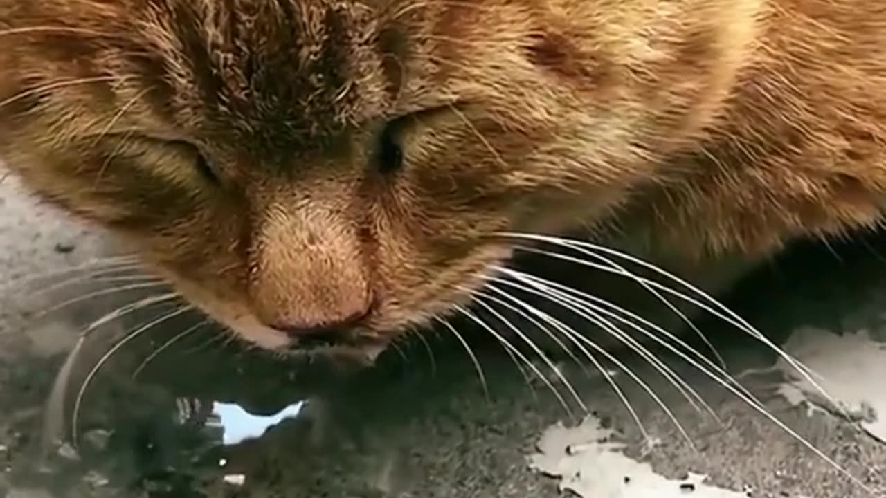 Funny videos cat #2