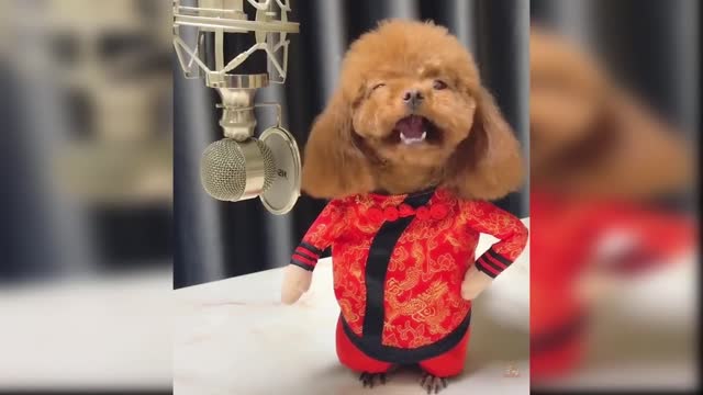 Baby Dogs - Cute and Funny Dog Videos Compilation #07