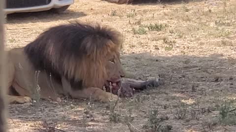 Lion Safari Park - feeding time #2