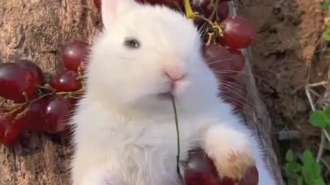 Cute Rabbit Eating Black Berry