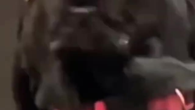 FUNNY ANIMALS VIDEOS TRY NOT TO LAUGHO FUNNY CATS | FUNNY DOGS CUTEST
