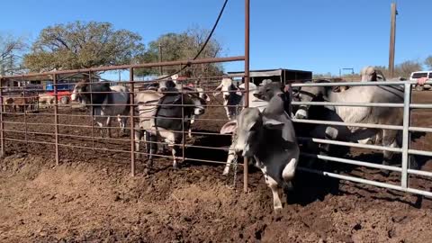 Gentle Brahman Bulls ready for the ladies