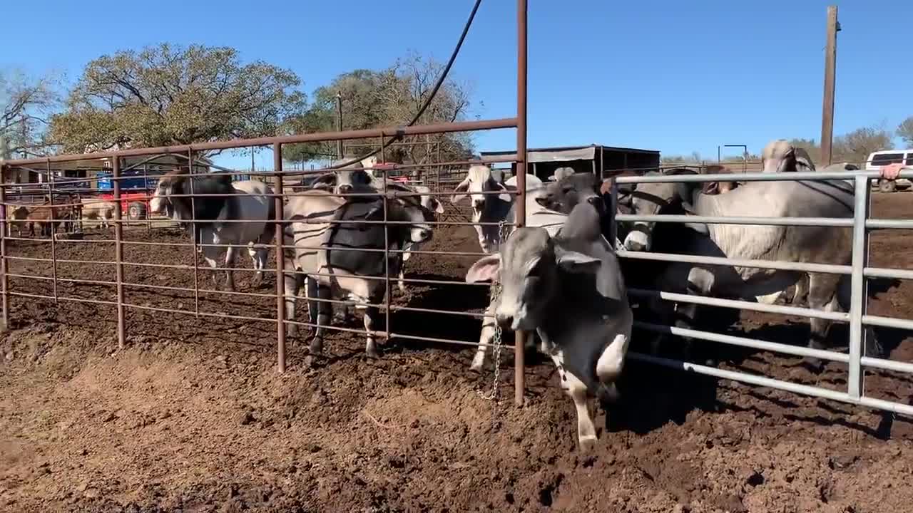 Gentle Brahman Bulls ready for the ladies