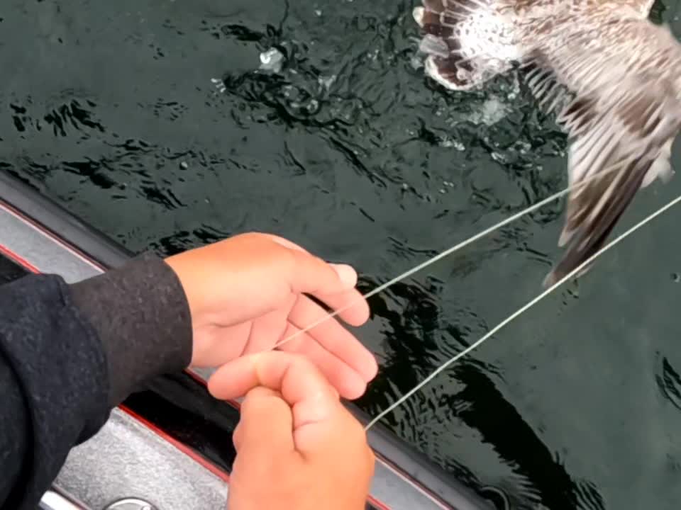 Fisherman Accidently Catches Seagull While Casting