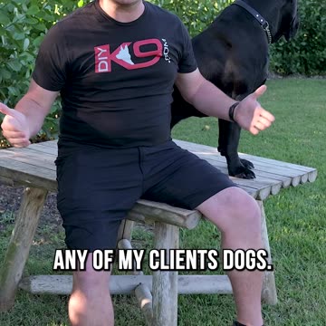 Why You Shouldn’t Pet a Stranger’s Dog