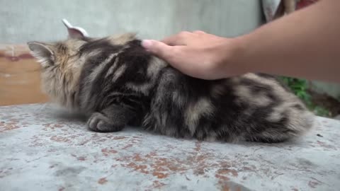 Funny animals videos // funny cat 🙀 video