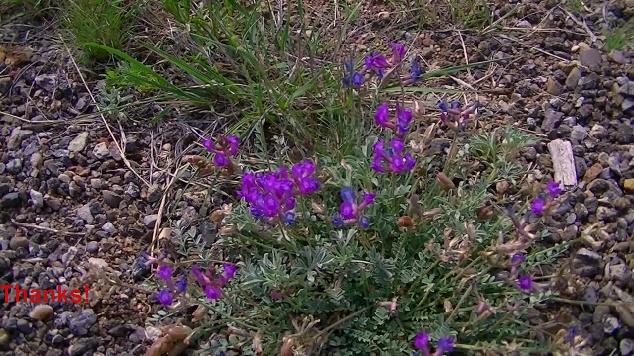 wildflower blooming