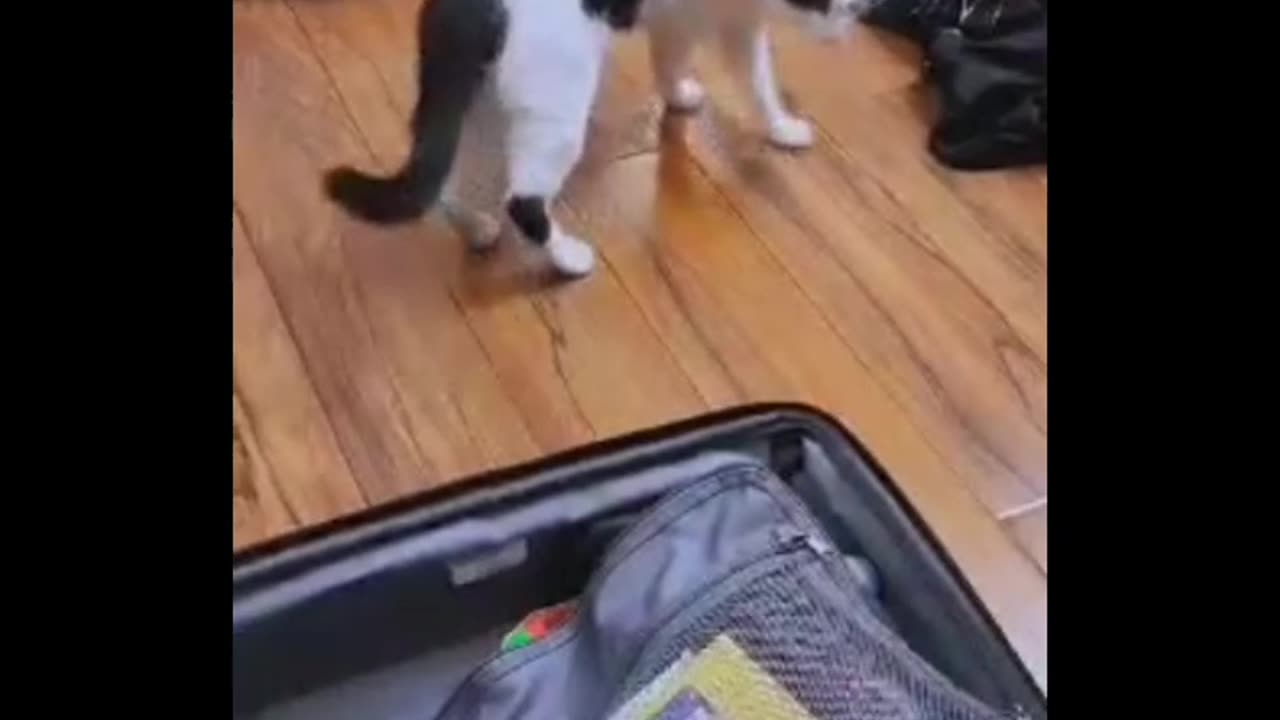 Cat insisting to come along for the trip