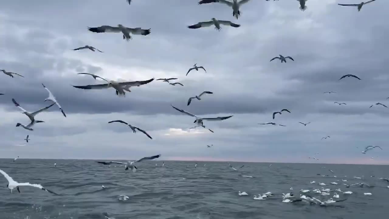 Greedy gannet