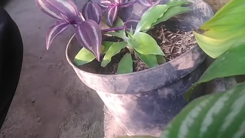 water melon flowers