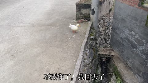 柯尔鸭