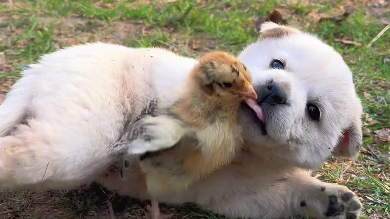 Cute baby dog https://areebacute57.blogspot.com/2023/02/how-to-make-living-from-youtube.html
