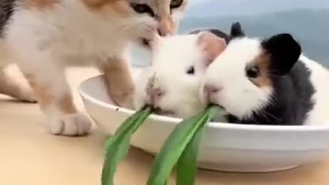 This Friendship And This Love #shorts #viral #shortsvideo #video