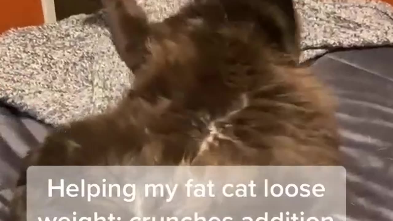 Helping My Fat Cat Lose Weight