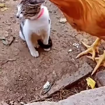 Cat vs Chicken: Prepare for Laughter as a Cat and Chicken Face Off - Witness the Hilarious Showdown!