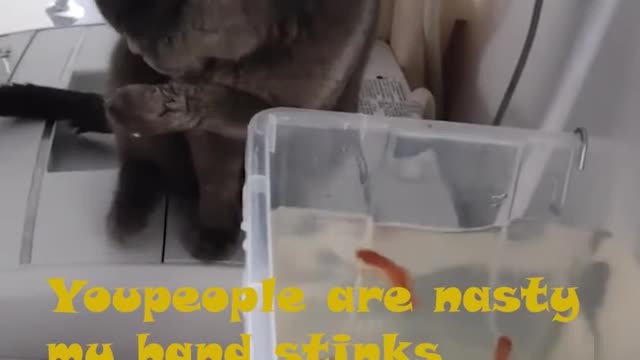 cat trying to fish from the fishing tank