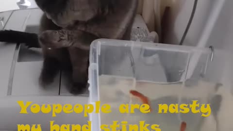 cat trying to fish from the fishing tank