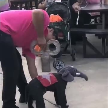 Funny Dog in Elephant Costume Acts like TOY |HQ