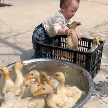 Go and take bath baby ducks