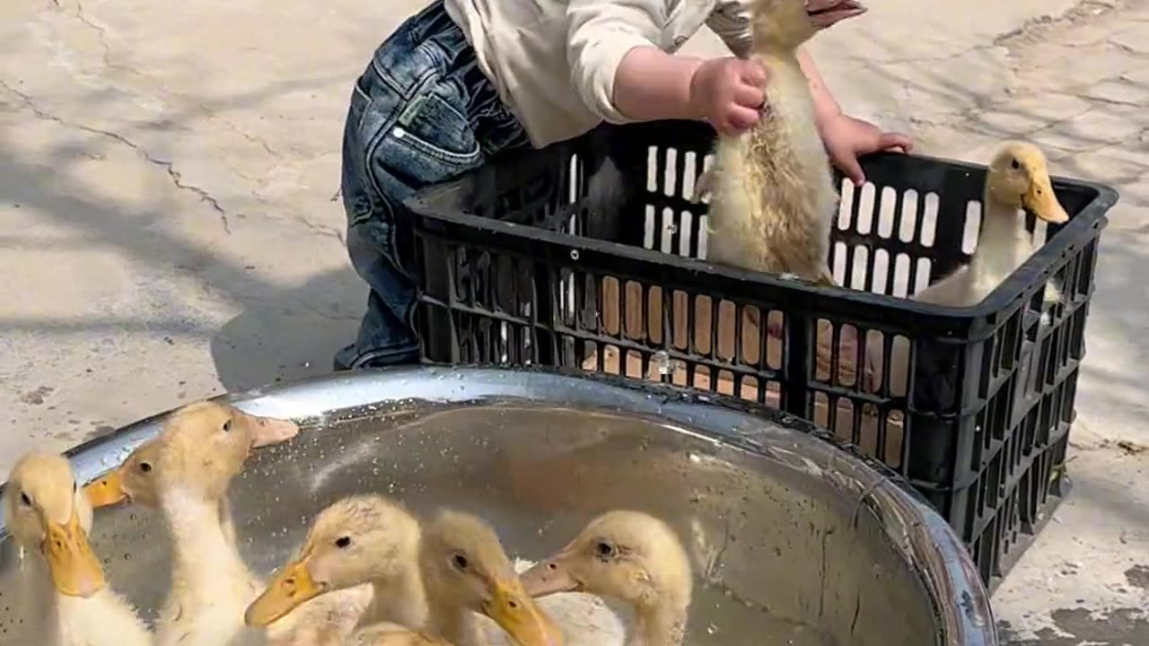 Go and take bath baby ducks