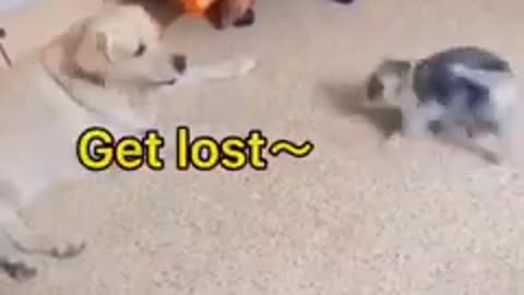 Cute 🥰 cat and dog
