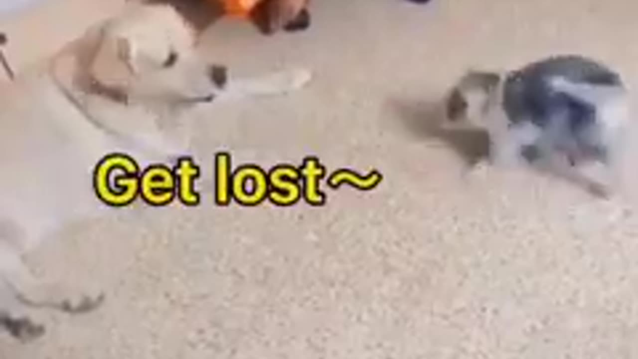 Cute 🥰 cat and dog