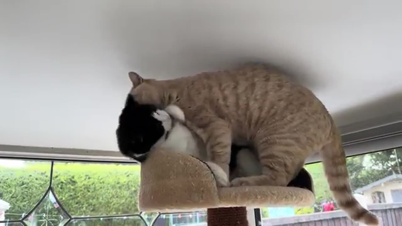 Kitten Annoys Cat. https://getaizenpower24.com/start/index.php#aff=Shanu23