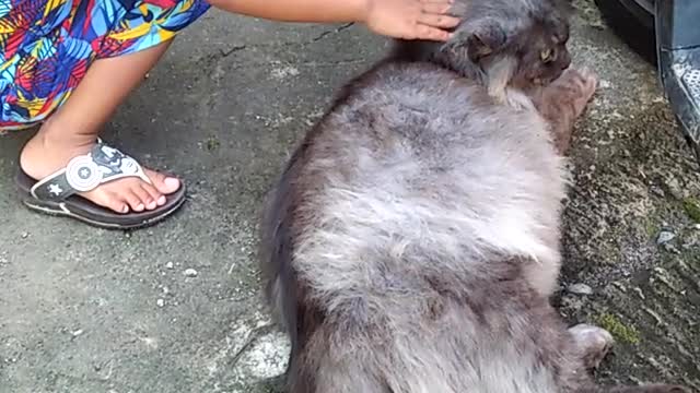 Cute and adorable!! Little boy playing with his cat