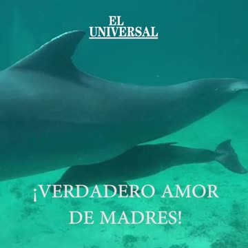 Video: Conoce a Sol y Kristal, 2 crías de Delfín que nacieron en las Islas del Rosario
