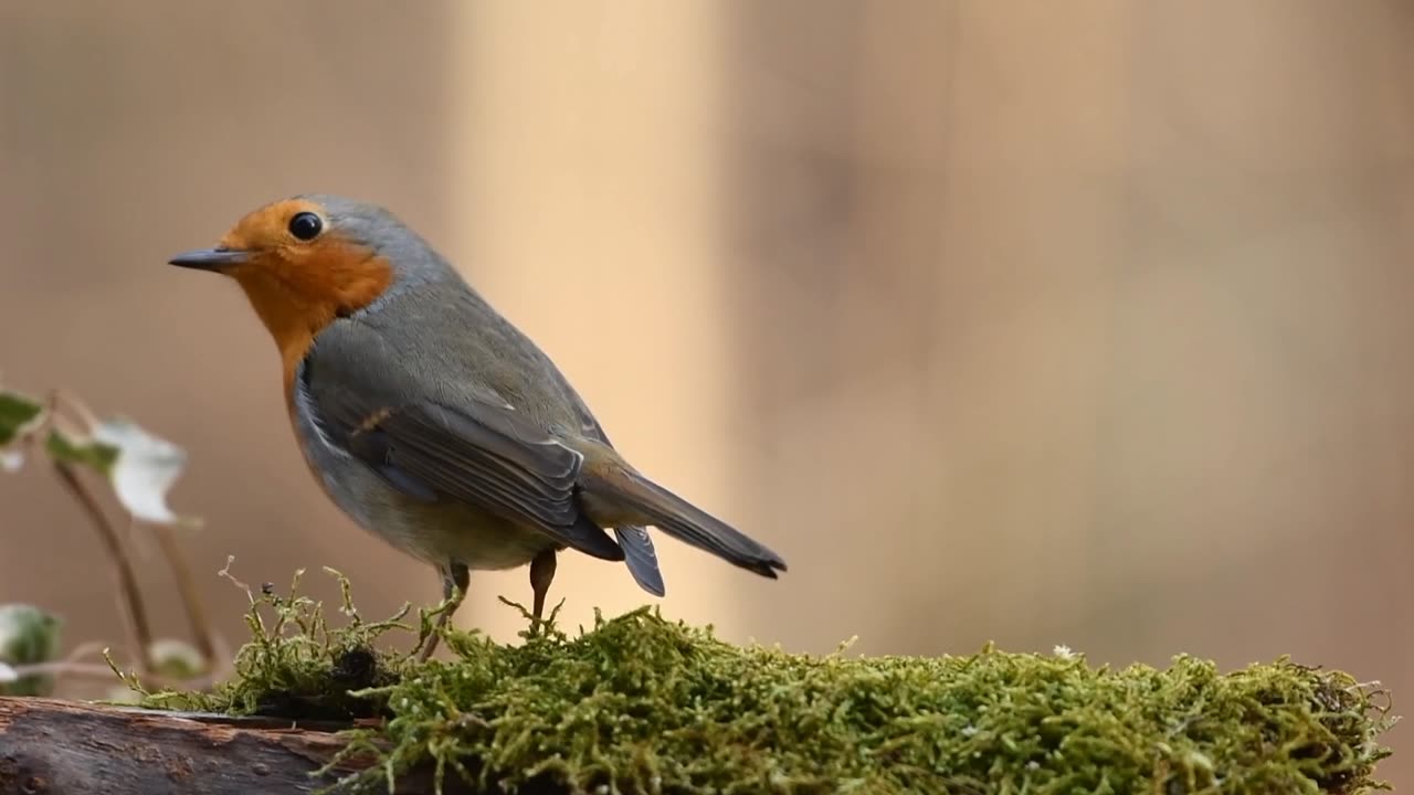 Bird sound video