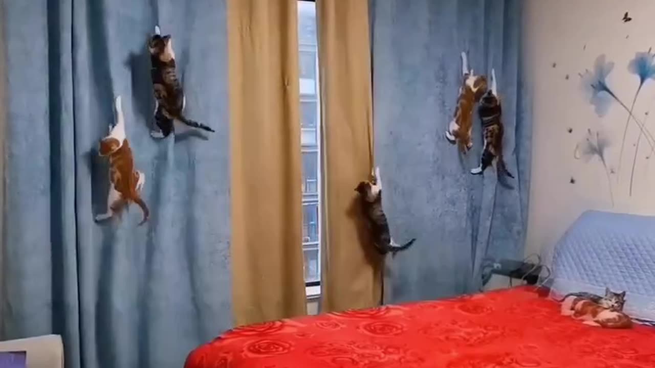 Cute cat funny video🤣🤣