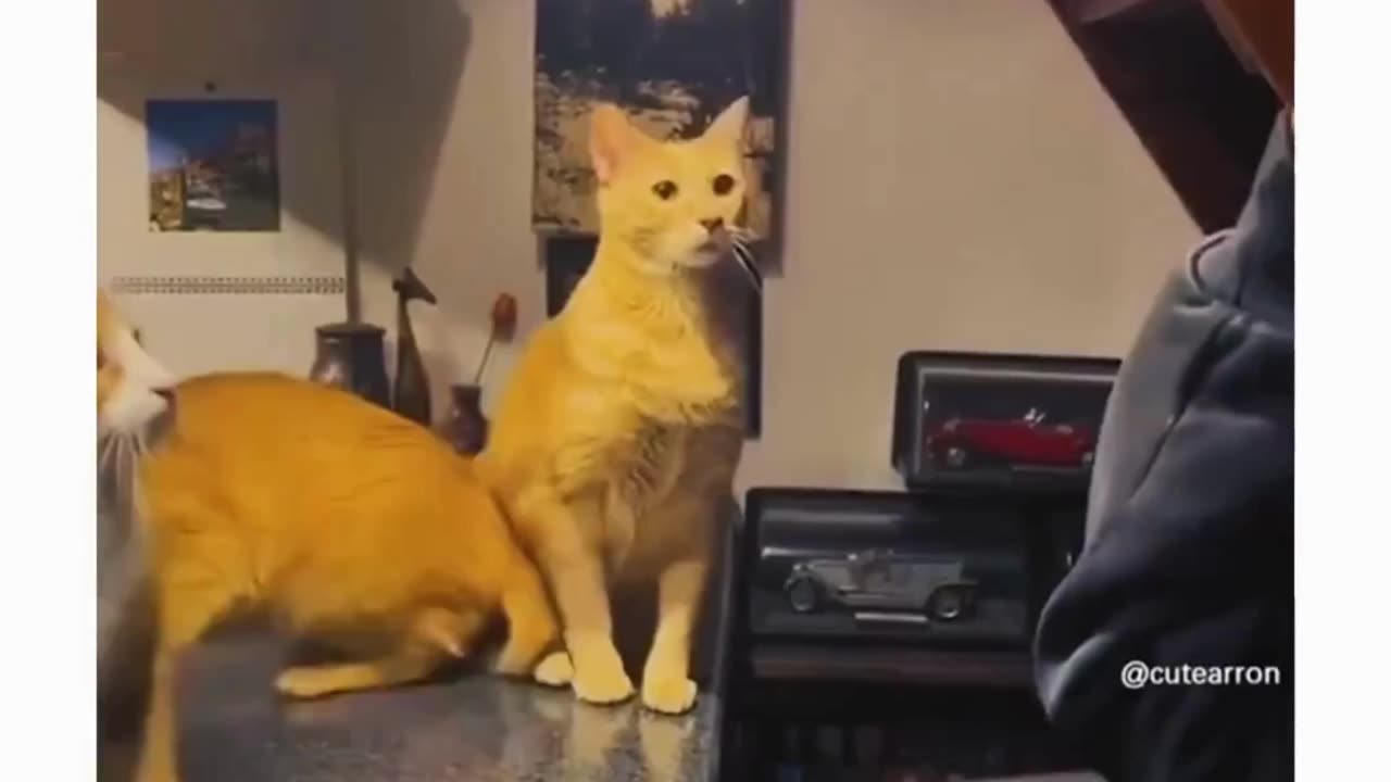 Shocked Cat