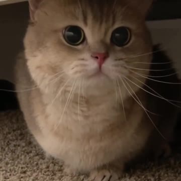 Byby cat love cat #8