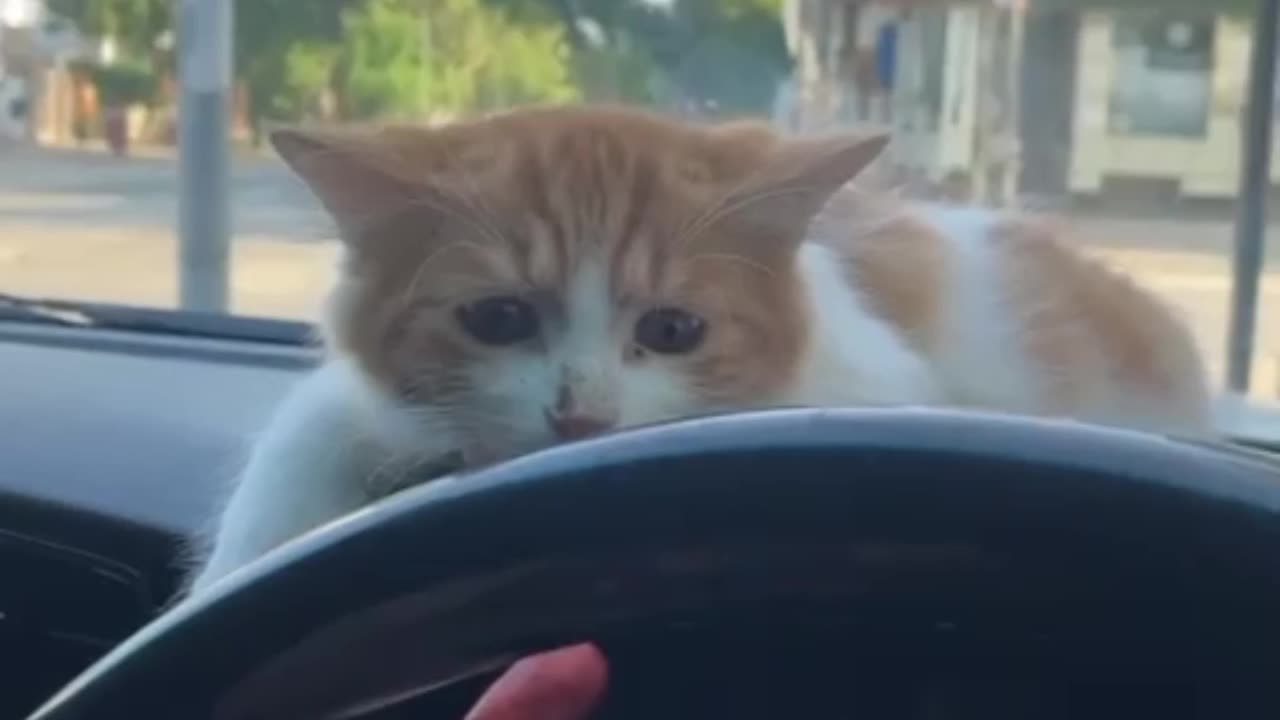 Beautiful cat and trying ❤️ to do some thing azaming watch till end