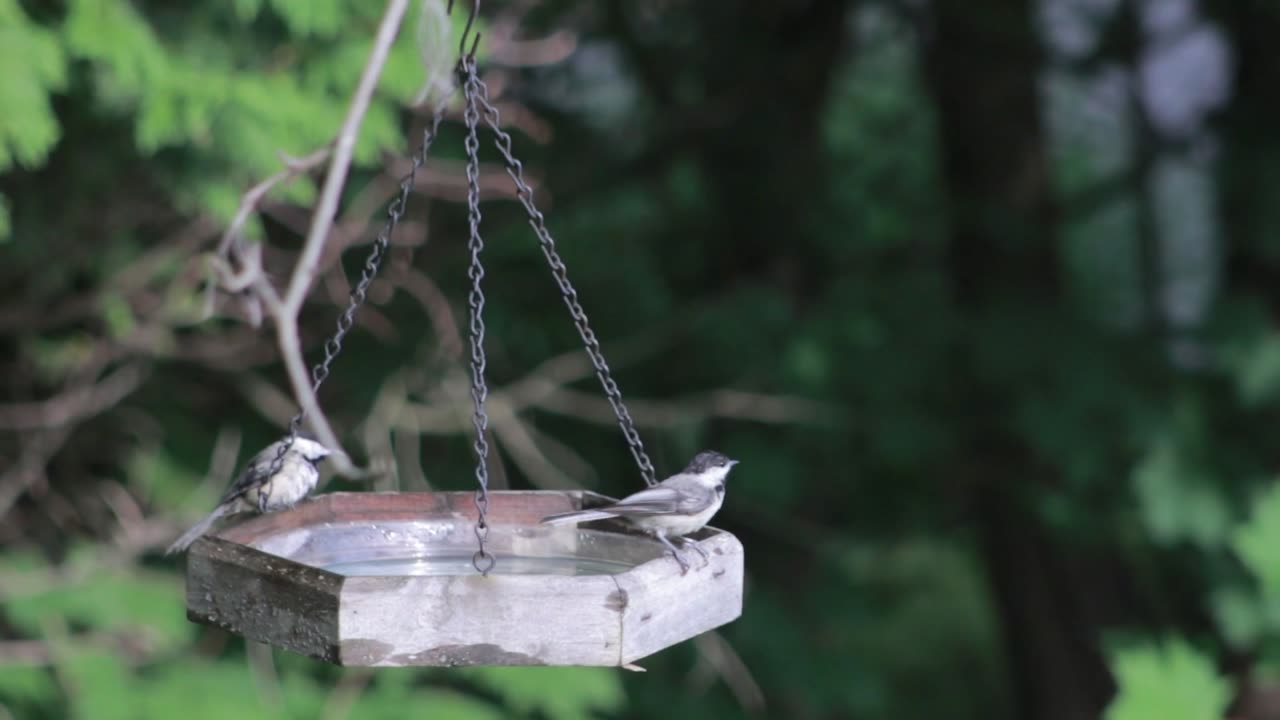 Bird Drinking Water