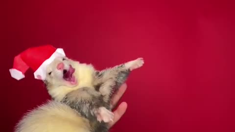 A Chirstmass Little dance 🎄🎅