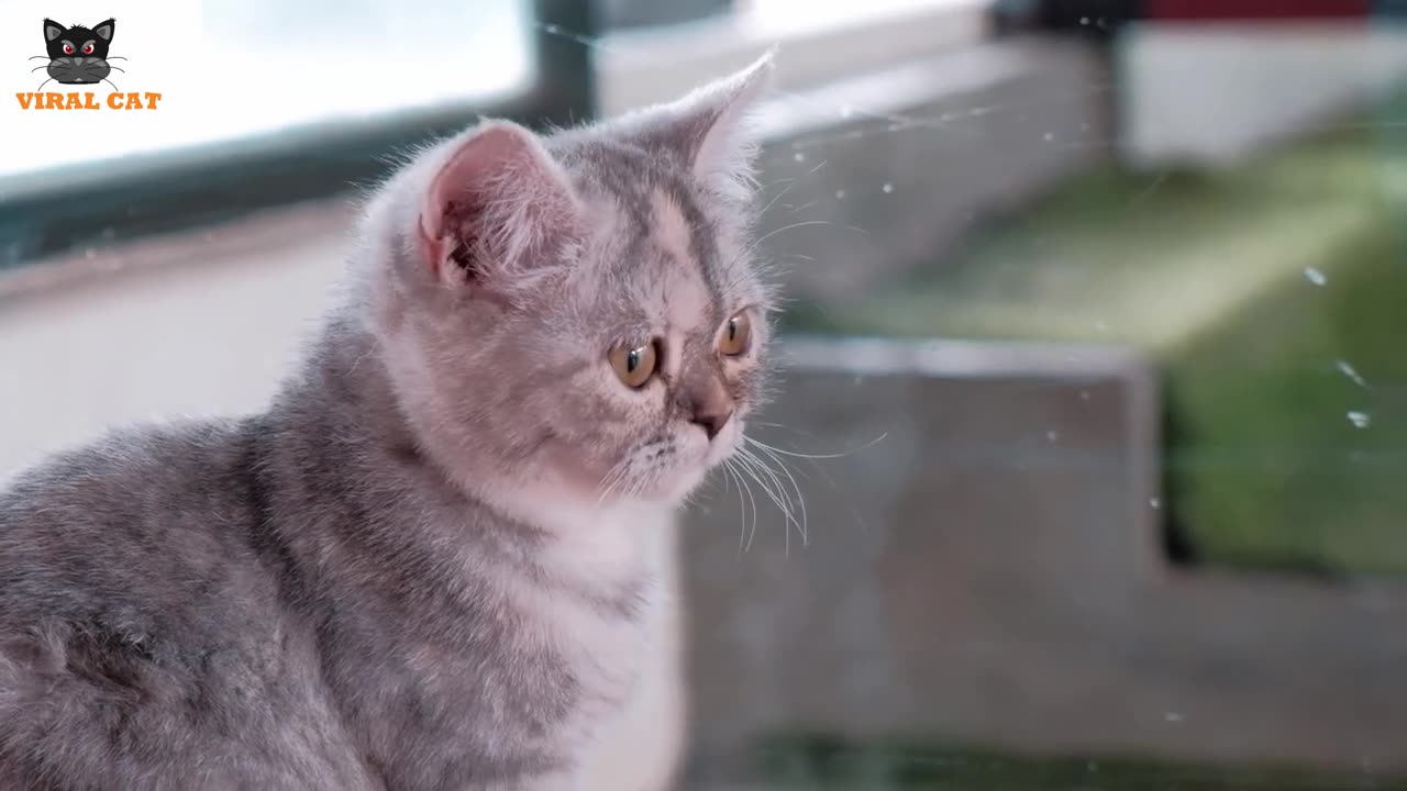 4K Quality Animal Footage - Cats and Kittens Beautiful Scenes Episode 1