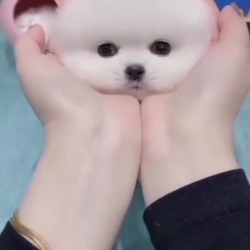 Cute Puppy cute dog puppy || amazing dog today video