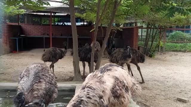 Cute animal Drink Water and take rest