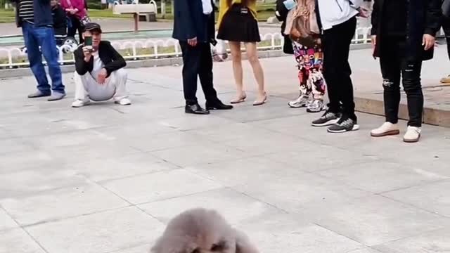 cute puppy #2
