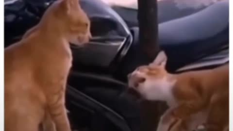 Funny cats